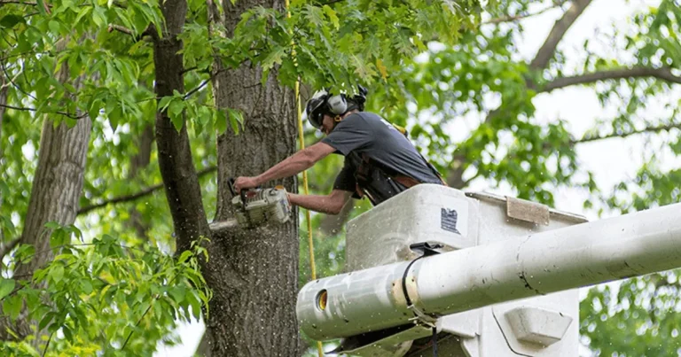 Understanding Tree Removal Services: A Comprehensive Guide