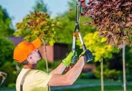 Your Complete Guide to Tree Pruning & Care