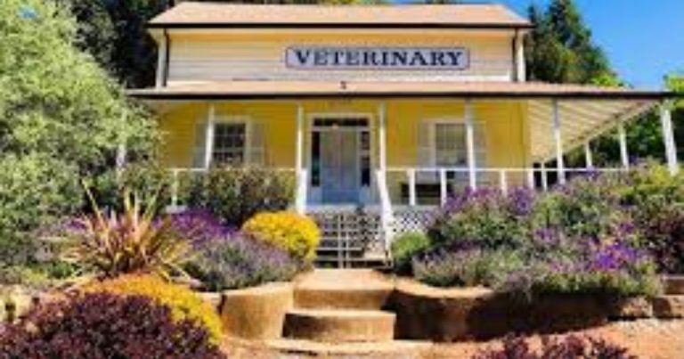 Life-Saving Emergency Care for Your Pets at Pine Grove Veterinary Hospital, Orillia